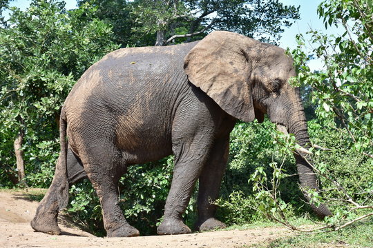 single elephant in green landscape of Kruger National park,South Africa