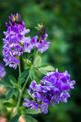 Fototapeta premium Kwiaty lucerny siewnej Medicago sativa.