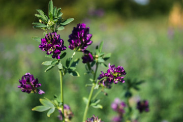 Obraz premium Flowers of alfalfa in the field.Medicago sativa.