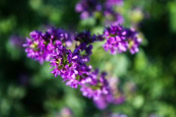 Flowers of alfalfa in the field.Medicago sativa.