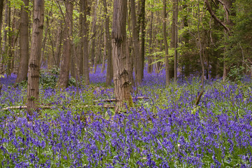 Woodland bluebells and trees in Hertfordshire, England