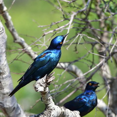 Cape Glossy Starling in Kruger National park in South Africa