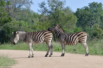 Fototapeta na wymiar two beautiful zebras, Kruger National park in South Africa