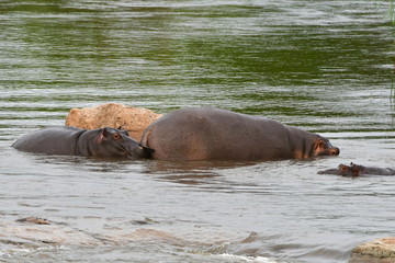 hippos here in river Sabie in Kruger national park in South Africa