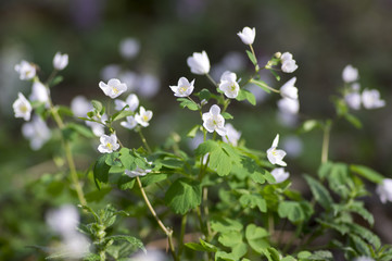 Rue Leaved Isopyrum springtime flower, group of white flowering plants in the forest