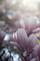 Magnolia soulangeana also called saucer magnolia flowering springtime tree with beautiful pink white flower on branches
