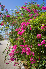 Pink bougainvillea flowers