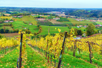 Fototapeta na wymiar Vineyards surrounding castle Riegersburg, Styria, Austria