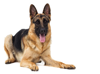 German shepherd looking sideways