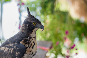The falcon is similar to the eagle and is a bird of prey, but the falcon is smaller than the eagle.
