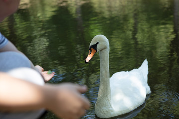 Mute swan, Cygnus olor, being fed by a child