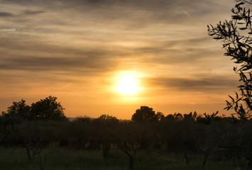 Sonnenuntergang und Olivenbäume