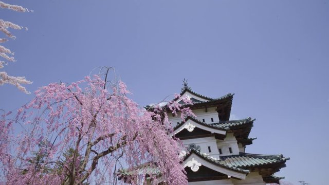 弘前公園の桜 Hirosaki park cherry blosoms