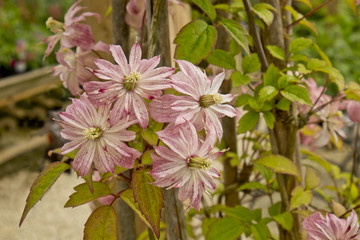 Climbing pink clematis Hidcote Manor Garden, Chipping Campden, Gloucestershire. United Kingdom