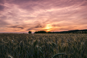 Getreidefeld bei Sonnenuntergang