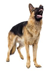 angry dog sheepdog barks