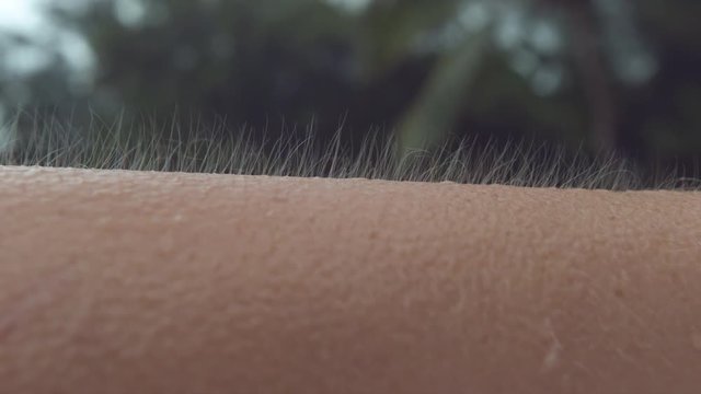 CLOSE UP, MACRO, DOF: Unknown Caucasian person gets goosebumps during a cold tropical rainstorm. Close up shot of arm hair fluttering in the breeze as unrecognizable girl can't escape the cold rain.