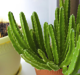 Cactus stapelia, green in a pot, houseplant.