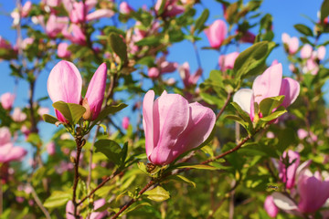 Obraz premium Magnolia blooms. Beautiful violet magnolia flowers in the spring season on a magnolia tree.