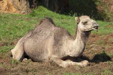 Camel lying down