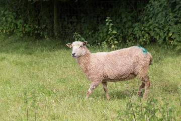 Idillic landscape with sheep, lambs, ram on a perfect juicy gree