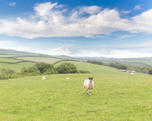 Fototapeta premium Idillic landscape with sheep, lambs, ram on a perfect juicy gree