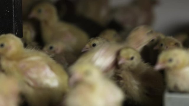 Lots of little hatched yellow quail chicks walking around matal cage at bird farm