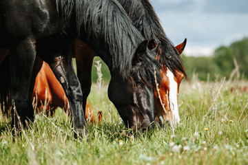 Beautiful horse is eating grass in the field. - Powered by Adobe