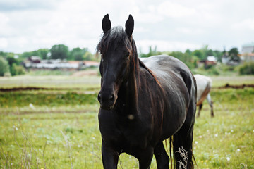 Fototapeta premium Portrait of beautiful black horse in summer