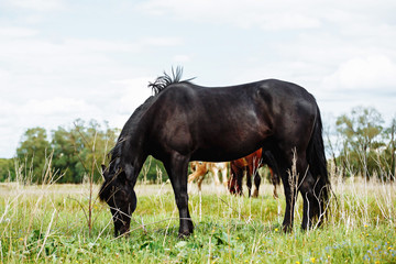 Fototapeta na wymiar Beautiful horse is eating grass in the field.