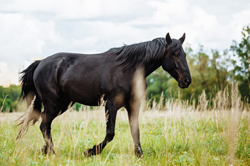 Fototapeta premium Portrait of beautiful black horse in summer
