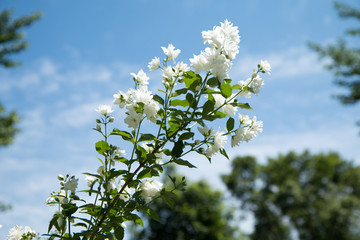 White blossom tree
