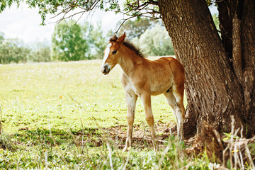 Naklejka na ściany i meble a young sport foal standing free on a spring meadow