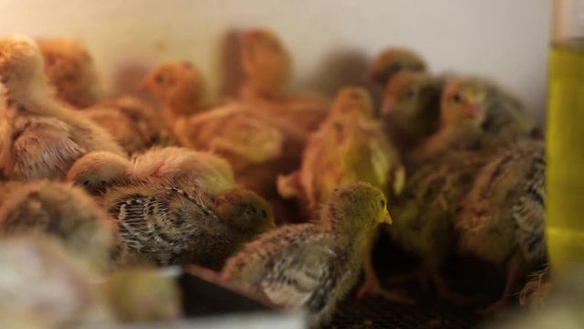 Lots of little featherless yellow quail chicks walking around matal cage at bird farm incubator