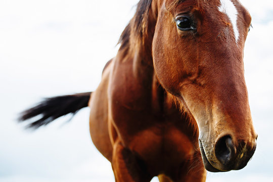 Portrait of beautiful red horse in summer - Powered by Adobe
