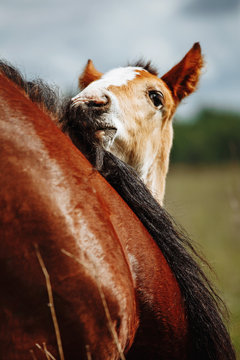 Cute foal with his mother