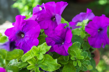 Petunia-beautiful flowers