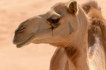 Close up side view of a camel