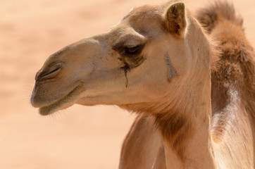 Fototapeta premium Close up side view of a camel