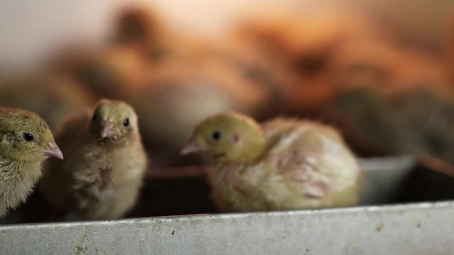Lots of little hatched yellow quail chicks walking around matal cage at bird farm incubator