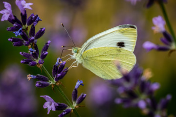 butterfly on a lavender flower