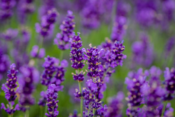 Lavender field close up view