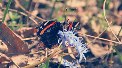 a butterfly sits on a mesh and collects nectar © skilas