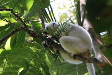 Sifala on a tree in the marojejy national park, madagscar