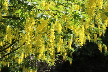 Close up of yellow flowers on laburnum bush - obrazy, fototapety, plakaty