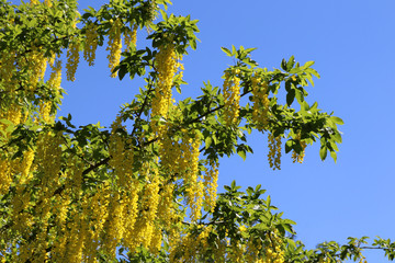 Branches of laburnum bush with yellow flowers against blue sky