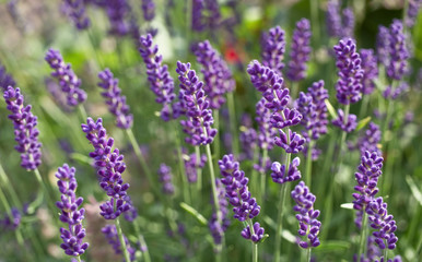 Obraz premium Blossoms of lavender