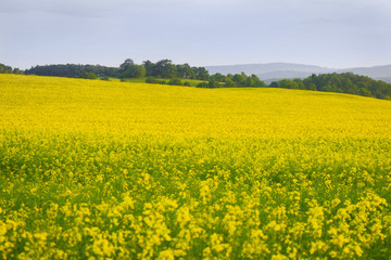 Obraz premium Spring Landscape with Fields of Oilseed Rape in Bloom under Blue Sky .