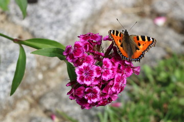 Schmetterling kleiner Fuchs an Bartnelke