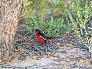 Crimson-breasted Shrike, Laniarius atrococcineus,  Kalahari, South Africa